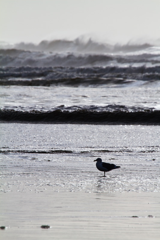 Gull In Surf